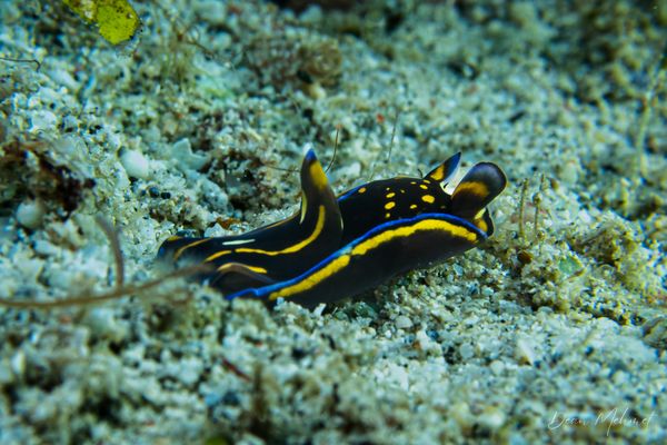 Blue-margin Headshield Slug