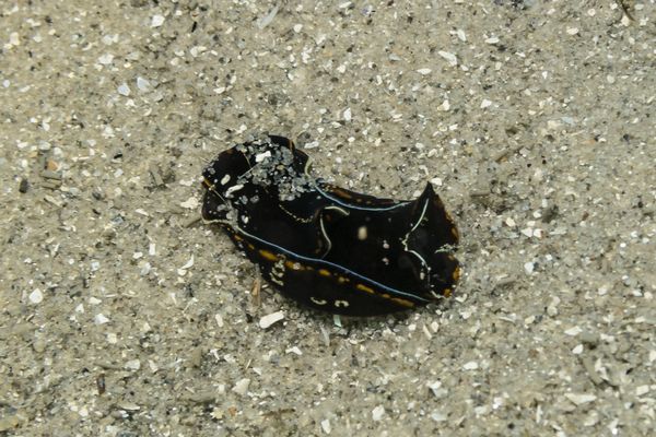 Blue-margin Headshield Slug