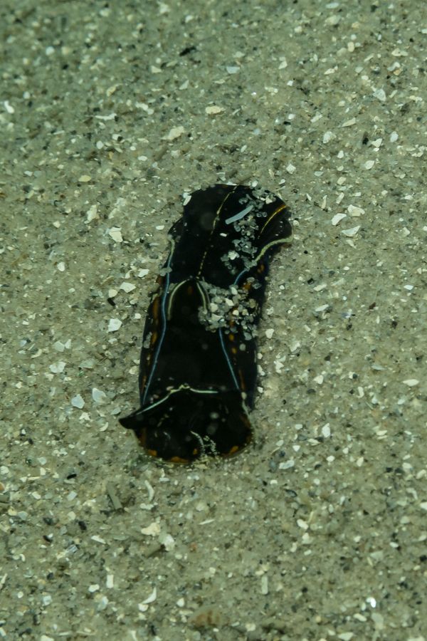 Blue-margin Headshield Slug
