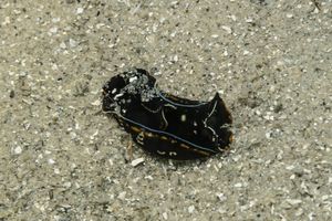 Blue-margin Headshield Slug