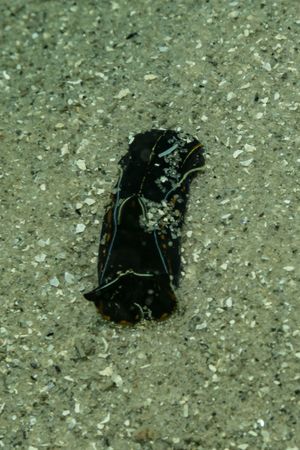 Blue-margin Headshield Slug