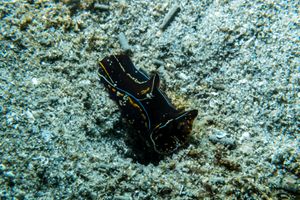 Blairgowrie Marina dive