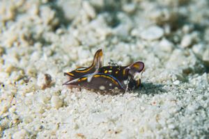 Blue-margin Headshield Slug