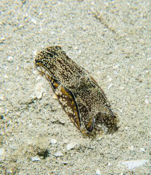 Blairgowrie Marina dive