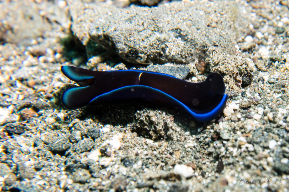 Gardiners Headshield Slug hero image