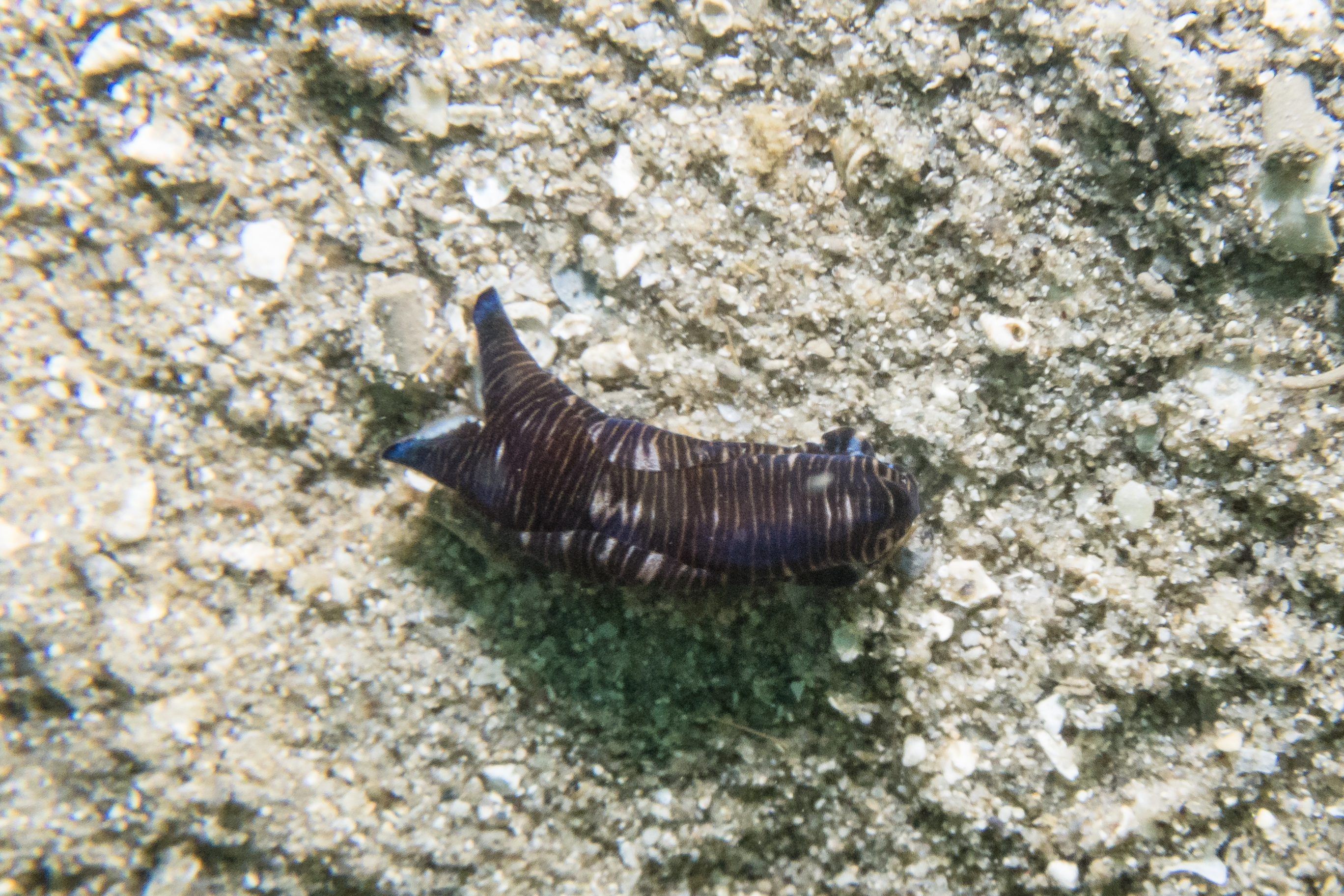 Tubulophilinopsis lineolata