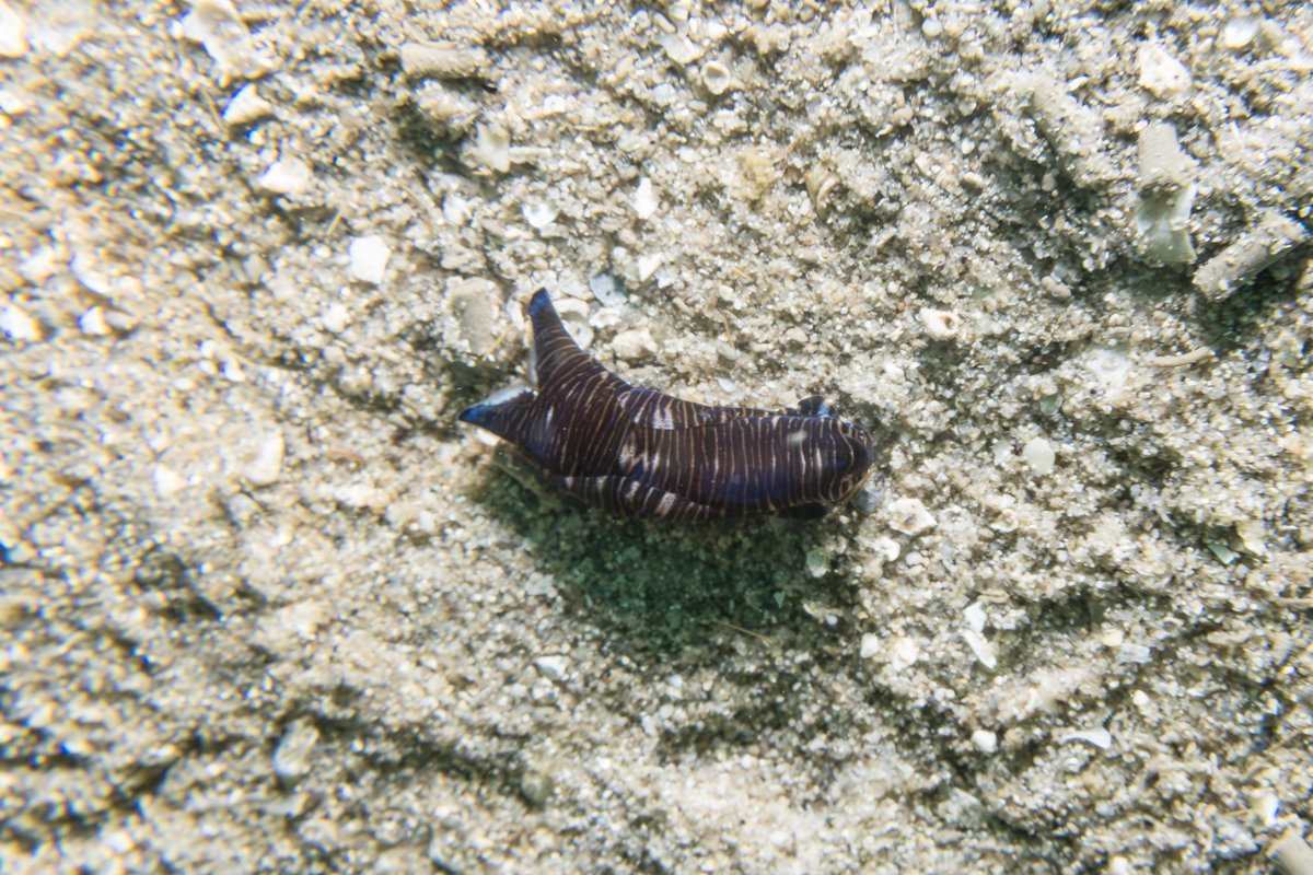 Tubulophilinopsis lineolata