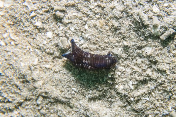 Tubulophilinopsis lineolata - Photo 1