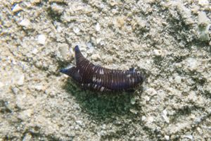 Tubulophilinopsis lineolata