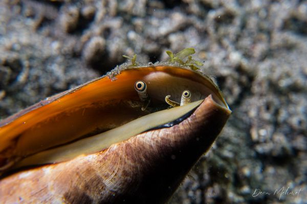 Strawberry Conch