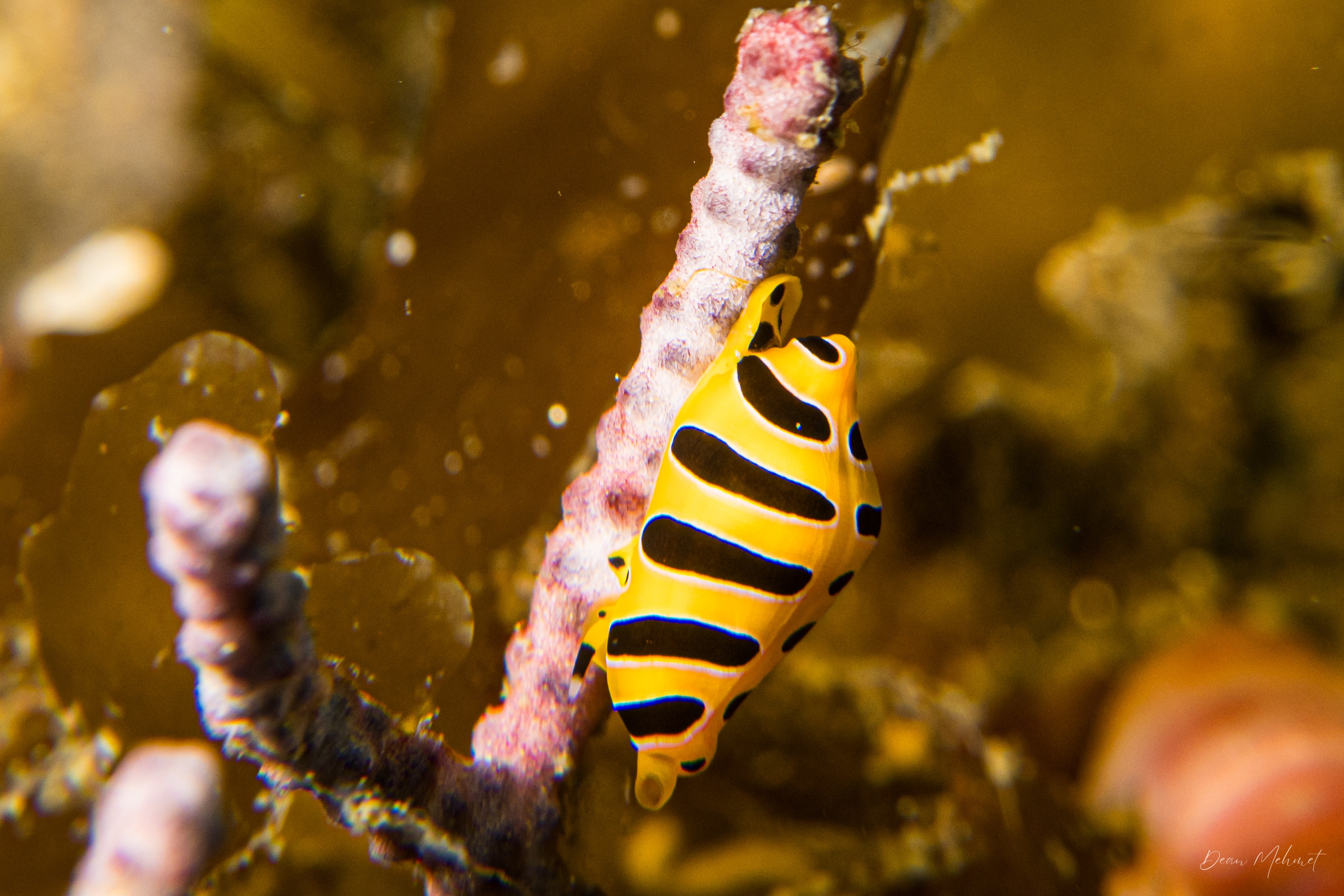 Tiger Egg Cowry