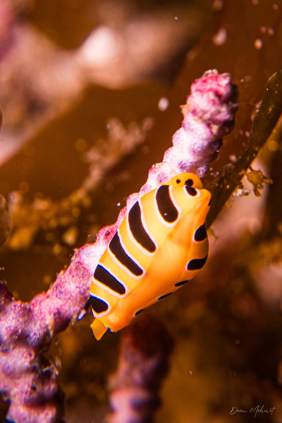 Tiger Egg Cowry hero image