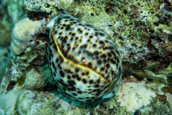 Tiger Cowry - Beqa - 9 June 2025 - Dive 0