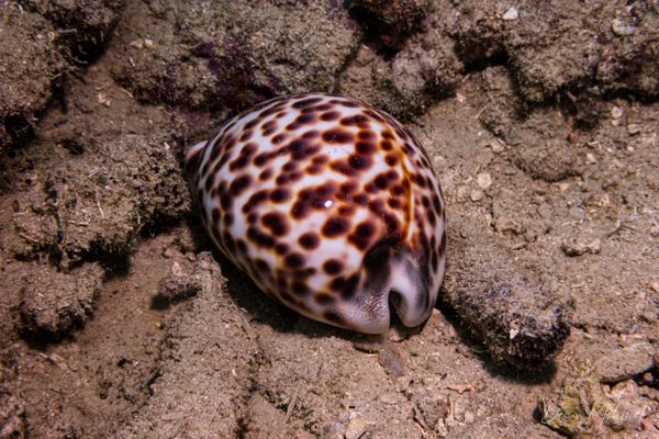Tiger Cowrie