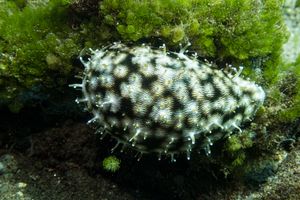 Tiger Cowry