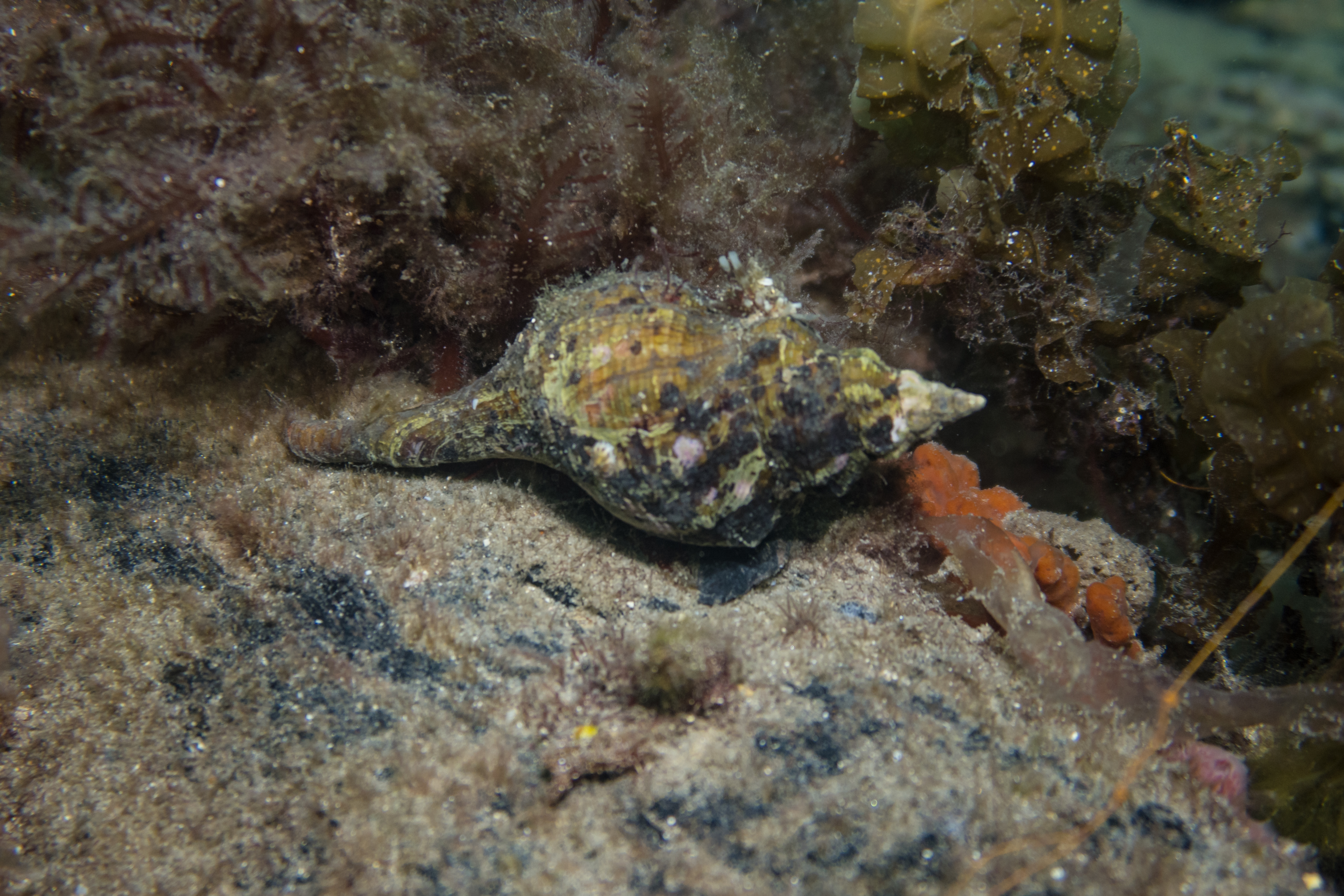 Australian Horse Conch