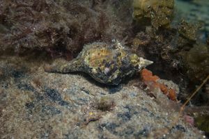 Australian Horse Conch