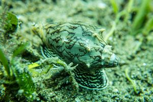 Neogastropods representative species