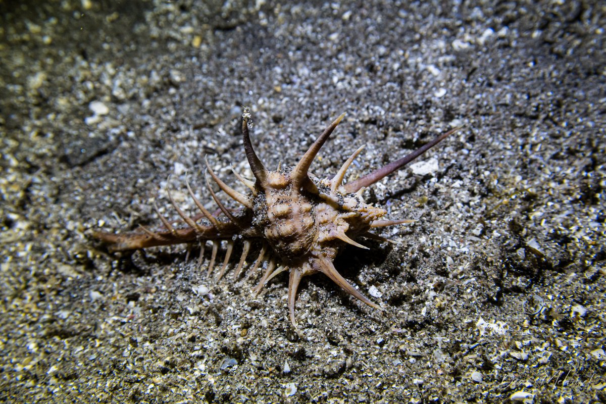 rare-spined murex