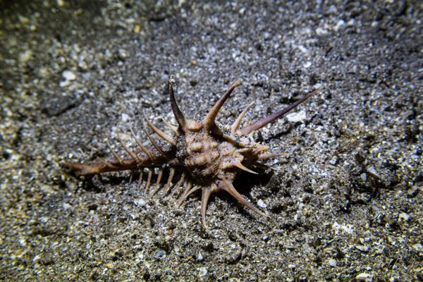 rare-spined murex