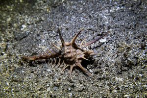 rare-spined murex