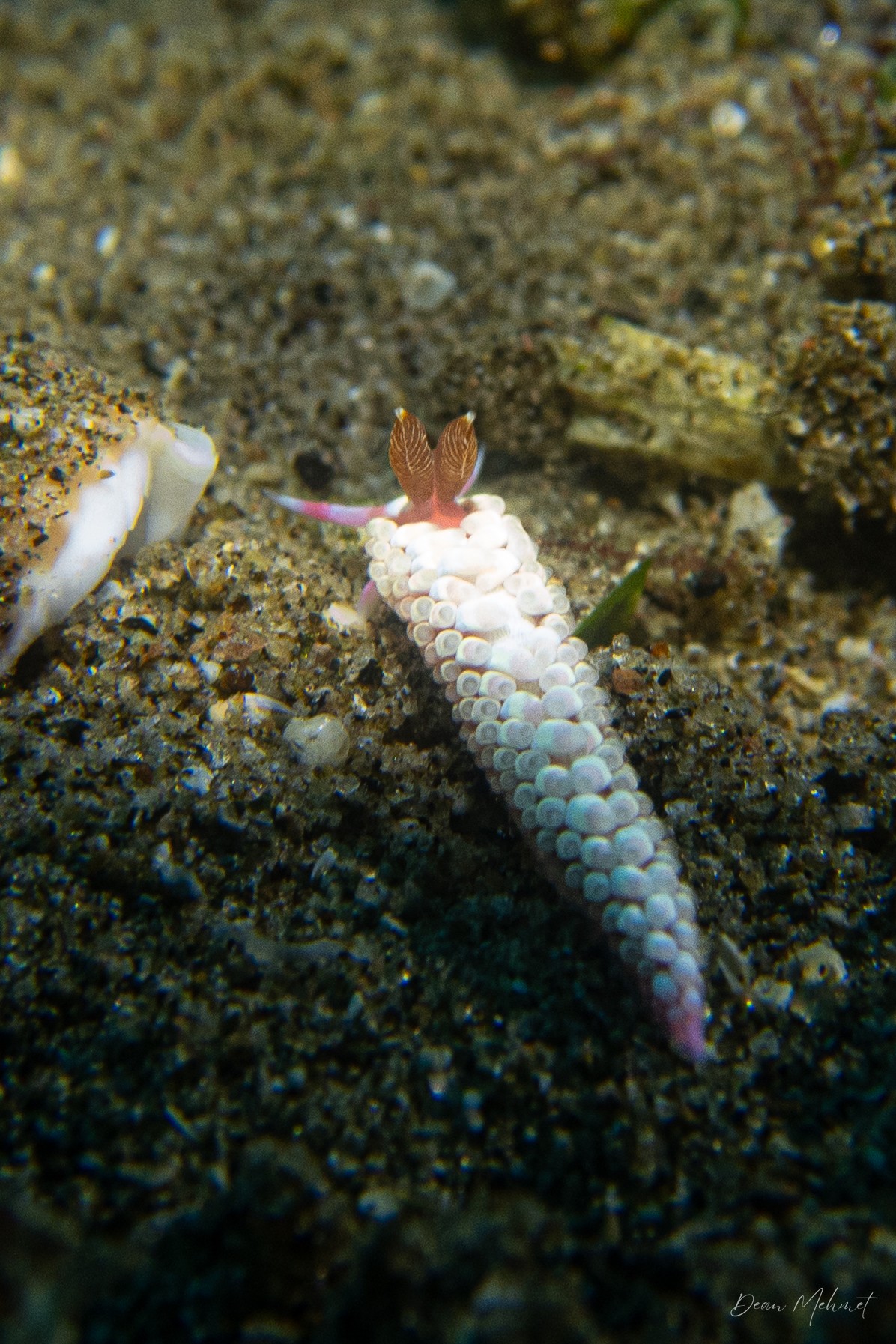 Babakina indopacifica