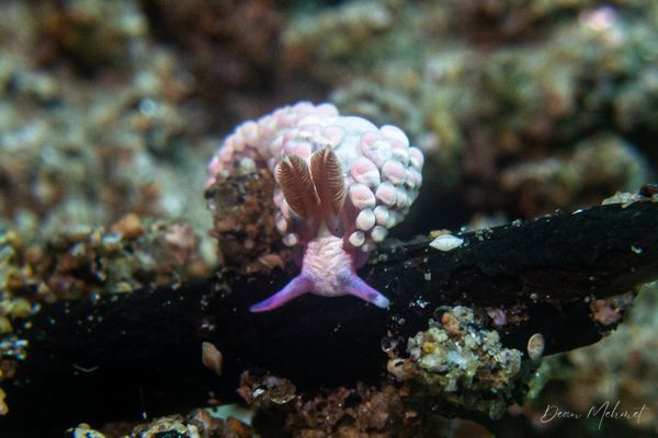 Babakina indopacifica