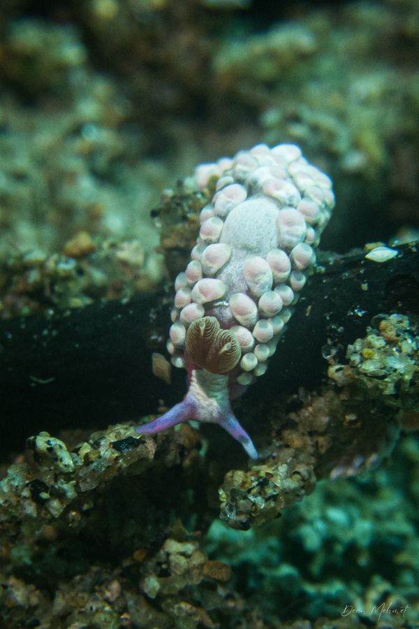Babakina indopacifica