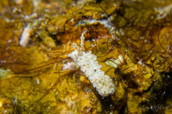 White Aeolidiella