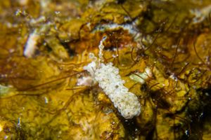 Nudibranchs representative species