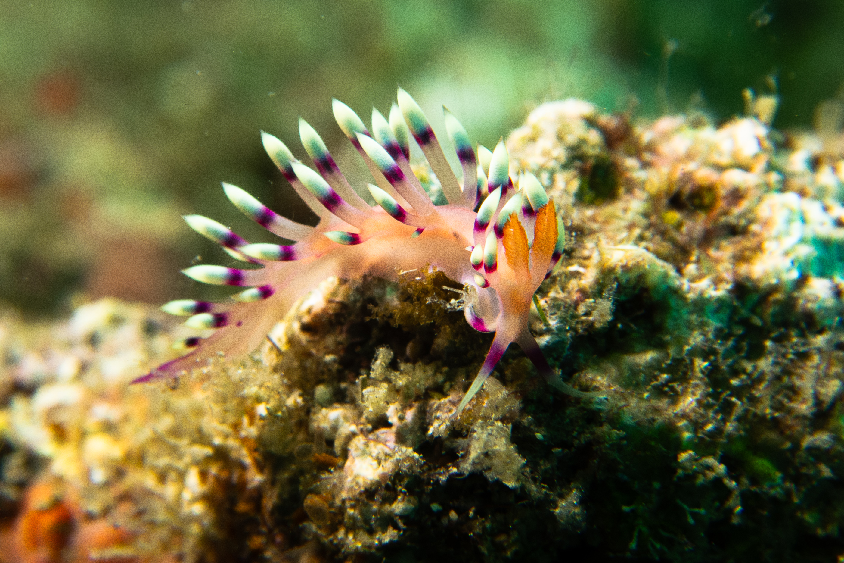 Desirable Flabellina