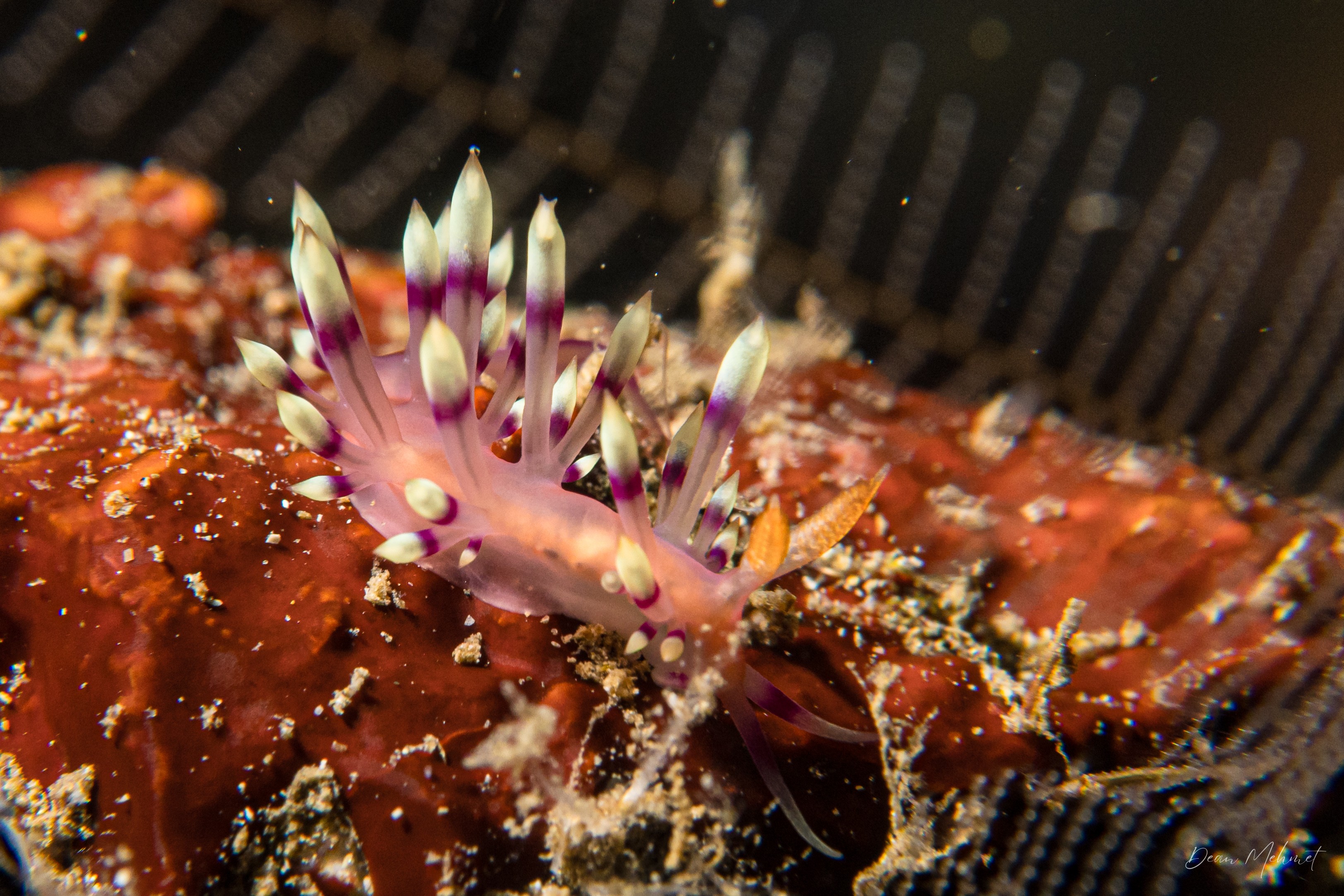 Desirable Flabellina