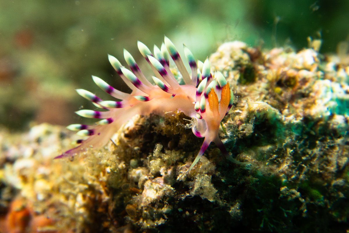 Desirable Flabellina hero image