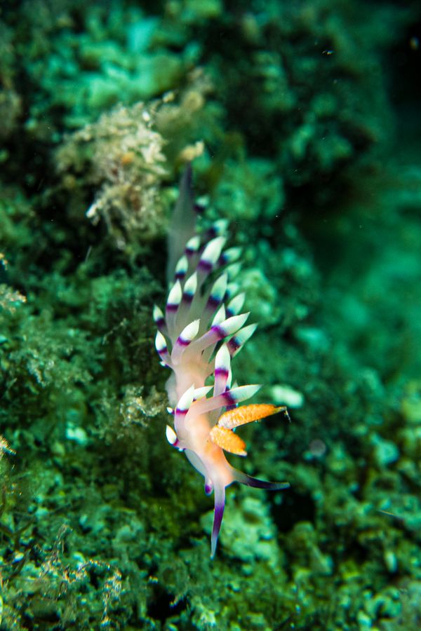 Desirable Flabellina