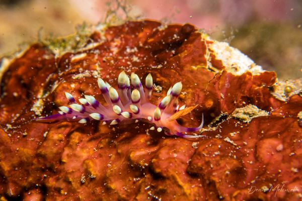 Desirable Flabellina - Photo 6