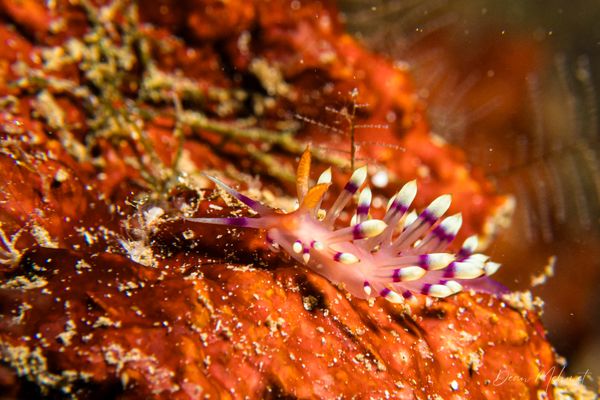 Desirable Flabellina - Photo 7