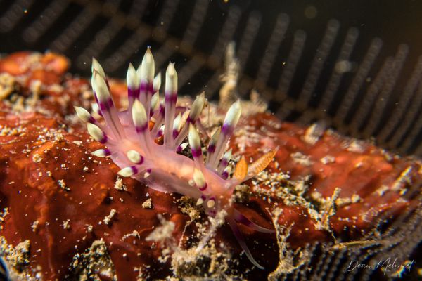 Desirable Flabellina - Photo 8