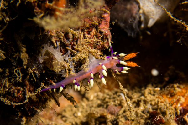 Desirable Flabellina - Photo 9