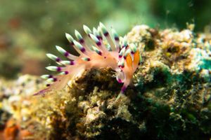 Nudibranchs representative species