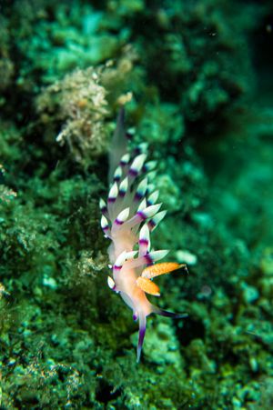 Desirable Flabellina