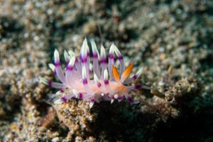 Desirable Flabellina