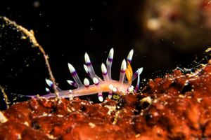 Desirable Flabellina