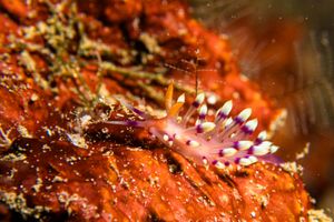 Desirable Flabellina