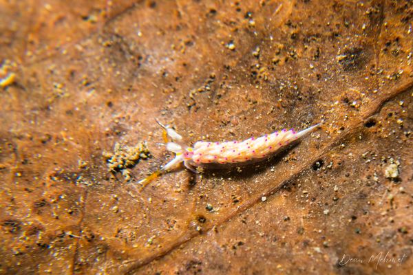 Favorinus mirabilis
