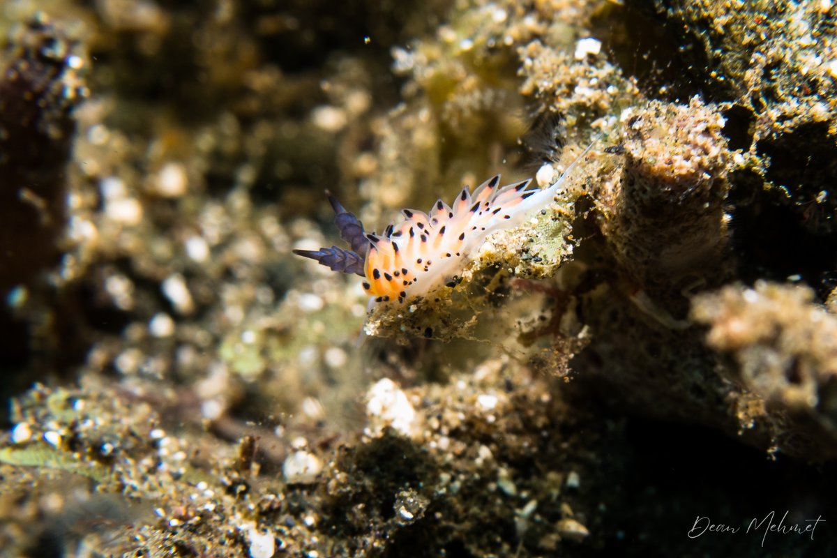 Favorinus tsuruganus