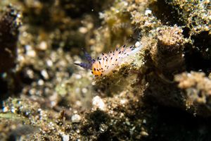 Favorinus tsuruganus