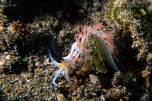 Favorinus tsuruganus