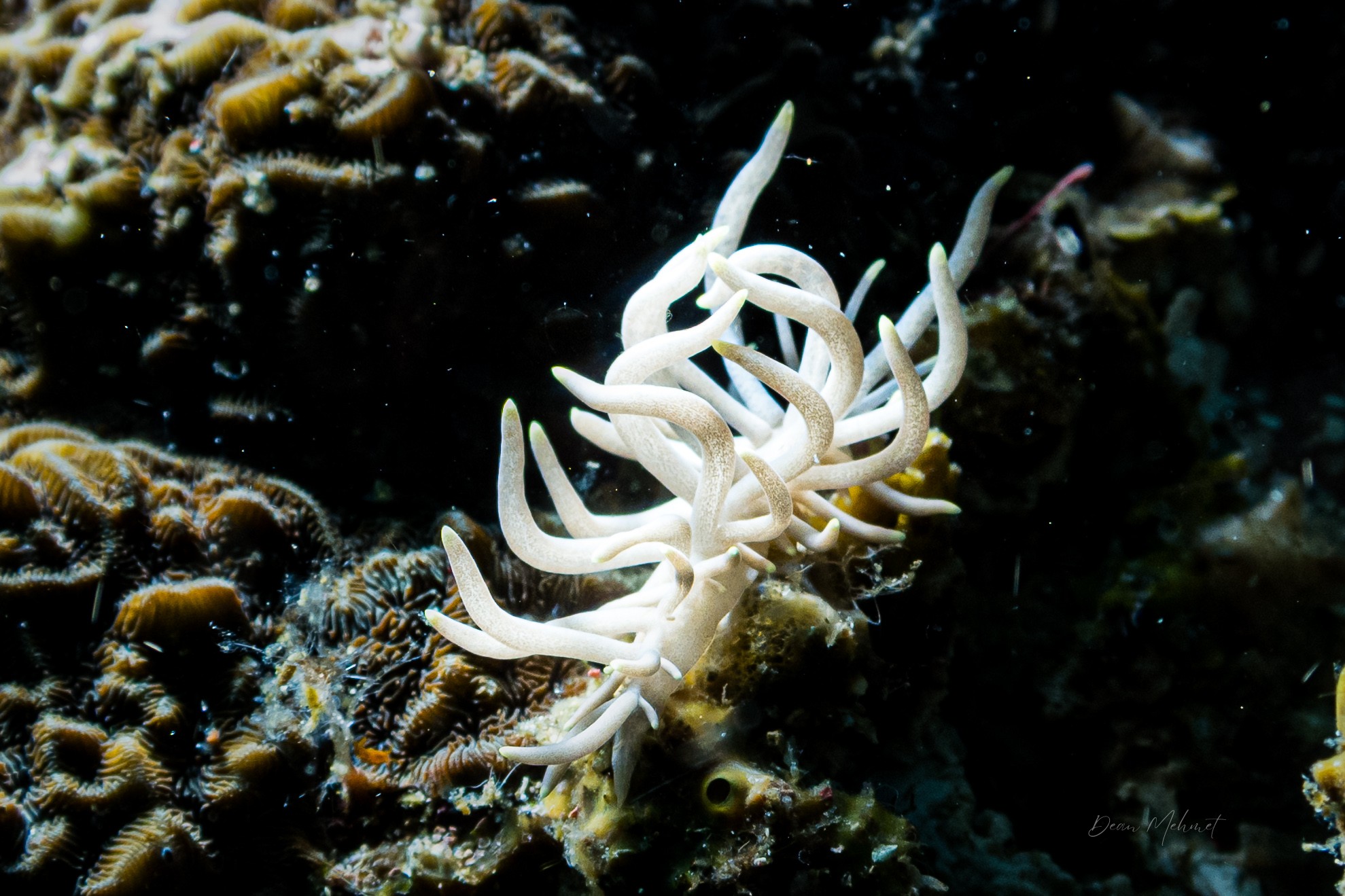 Yellow-tipped Phyllodesmium