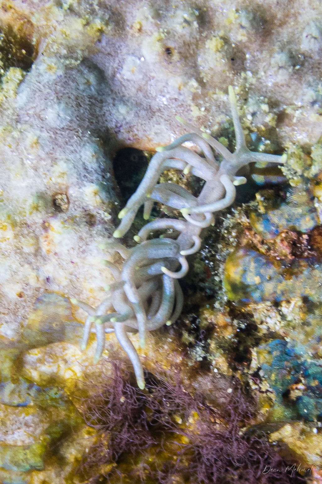 Yellow-tipped Phyllodesmium