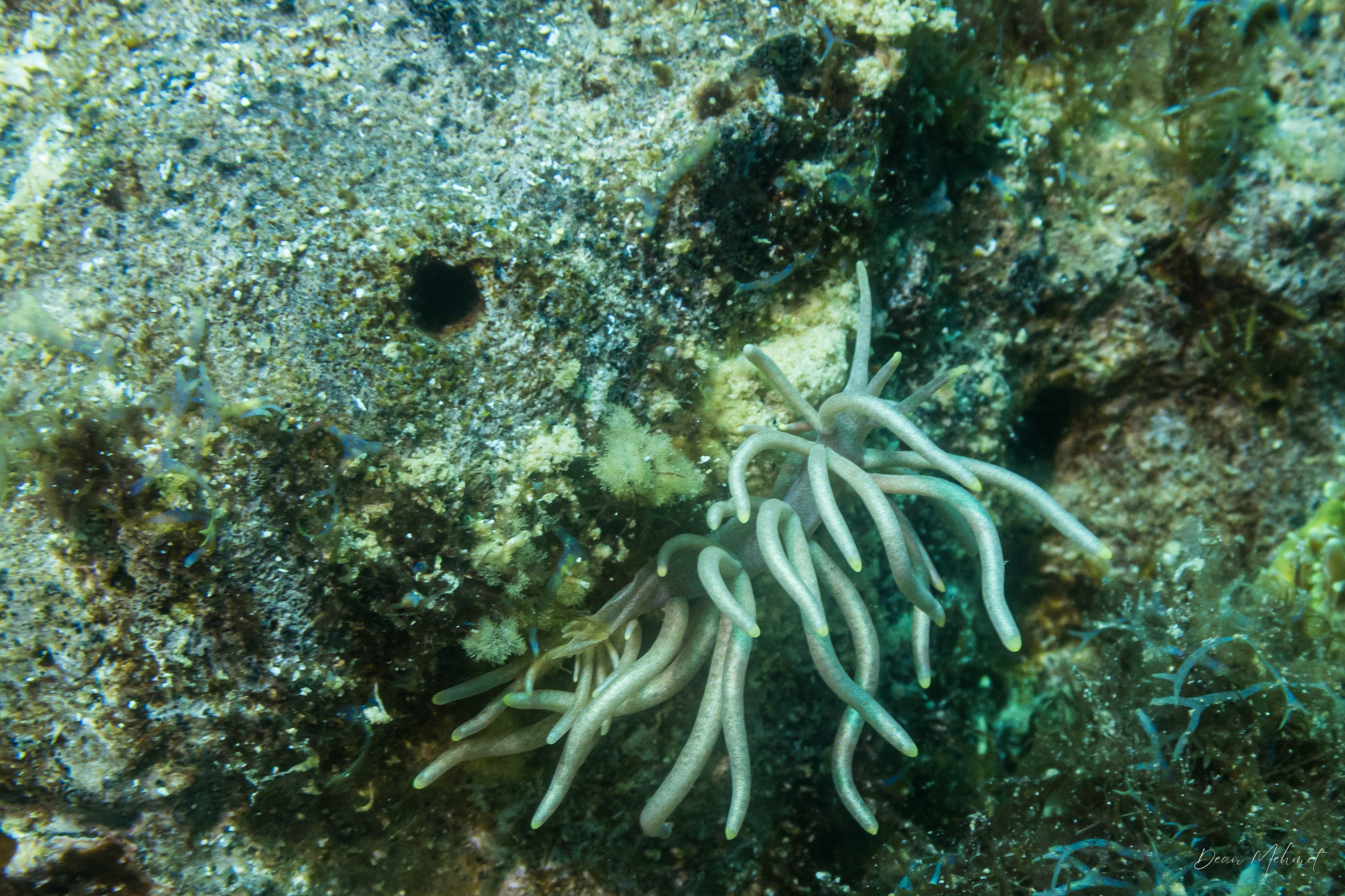 Yellow-tipped Phyllodesmium